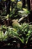 alive;beauty;bridge;bush;Catlins;fern;ferns;flora;forest;forestry;forests;green;Lake-Wilkie;lush;n.z.;Native-Bush;natural;nature;New-Zealand;nz;rain-forest;rain-forests;rain_forest;rain_forests;rainforest;rainsforests;scene;scenic;South-Island;southland;verdant