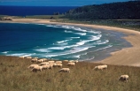 bay;beach;beaches;Catlins;coast;coastal;coastline;color;colour;farmland;flock;flocks;herd;herds;marine;n.z.;New-Zealand;nz;ocean;Pacific;paddock;rugged;rural;sand;sandy;sea;sheep;shore;shoreline;South-Island;Southern-Scenic-Route;Tautuku-Bay;wave;waves