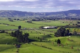 agricultural;agriculture;country;countryside;dunedin;farm;farming;farmland;farms;field;fields;golf;golf-course;grass;grassy;horticulture;lamb;lush;meadow;meadows;paddock;paddocks;pasture;pastures;rural;sheep;taieri;taieri-plain;tree;trees;verdant;windbreak;windbreaks