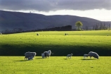 agricultural;agriculture;clinton;cloud;clouds;cloudy;country;countryside;farm;farming;farmland;farms;fibre;field;fields;grass;grassy;green;horticulture;lamb;lush;meadow;meadows;new-zealand;paddock;paddocks;pasture;pastures;rural;sheep;south-island;south-otago;verdant;wool;woolly;wooly