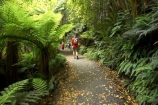 beautiful;beauty;bush;Catlins;child;children;endemic;forest;forests;green;hike;hiker;hikers;hiking;lush;native;native-bush;natives;natural;nature;New-Zealand;people;person;rain-forest;rain-forests;rain_forest;rain_forests;rainforest;rainforests;scene;scenic;South-Island;south-otago;southland;timber;tramp;tramper;trampers;tramping;tree;tree-trunk;tree-trunks;trees;trek;treker;trekers;treking;trekker;trekkers;trekking;trunk;trunks;verdant;walk;walker;Walkers;walking;wood;woods