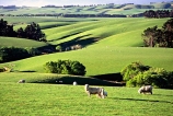 agriculture;Balclutha;farm;farming;farmland;farms;field;fields;grass;green;lamb;lambs;lush;meadow;meadows;n.z.;New-Zealand;nz;paddock;paddocks;pasture;pastures;plain;plains;rural;sheep;South-Otago;Southland;spring;verdant