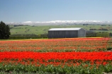 bloom;blooming;blooms;color;colorful;colors;colour;colourful;colours;country;countryside;cultivation;farm;farming;farmland;farms;field;fields;flora;floral;flower;flowers;fresh;garden;grow;growing;growth;horticulture;N.Z.;New-Zealand;NZ;paddock;paddocks;renew;rural;S.I.;season;seasonal;seasons;SI;South-Is.;South-Island;spring;springtime;Tapanui;tulip;tulip-bulb-growing;tulip-field;Tulip-Fields;Tulipa-sp.;tulips;West-Otago