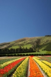 bloom;blooming;blooms;color;colorful;colors;colour;colourful;colours;country;countryside;cultivation;farm;farming;farmland;farms;field;fields;flora;floral;flower;flowers;fresh;garden;grow;growing;growth;horticulture;N.Z.;New-Zealand;NZ;orange;paddock;paddocks;red;renew;rural;S.I.;season;seasonal;seasons;SI;South-Is.;South-Island;spring;springtime;Tapanui;tulip;tulip-bulb-growing;tulip-field;Tulip-Fields;Tulipa-sp.;tulips;West-Otago;yellow