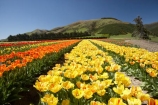 bloom;blooming;blooms;color;colorful;colors;colour;colourful;colours;country;countryside;cultivation;farm;farming;farmland;farms;field;fields;flora;floral;flower;flowers;fresh;garden;grow;growing;growth;horticulture;N.Z.;New-Zealand;NZ;orange;paddock;paddocks;renew;rural;S.I.;season;seasonal;seasons;SI;South-Is.;South-Island;spring;springtime;Tapanui;tulip;tulip-bulb-growing;tulip-field;Tulip-Fields;Tulipa-sp.;tulips;West-Otago;yellow