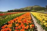 bloom;blooming;blooms;color;colorful;colors;colour;colourful;colours;country;countryside;cultivation;farm;farming;farmland;farms;field;fields;flora;floral;flower;flowers;fresh;garden;grow;growing;growth;horticulture;N.Z.;New-Zealand;NZ;orange;paddock;paddocks;renew;rural;S.I.;season;seasonal;seasons;SI;South-Is.;South-Island;spring;springtime;Tapanui;tulip;tulip-bulb-growing;tulip-field;Tulip-Fields;Tulipa-sp.;tulips;West-Otago;yellow