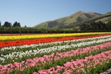 bloom;blooming;blooms;color;colorful;colors;colour;colourful;colours;country;countryside;cultivation;farm;farming;farmland;farms;field;fields;flora;floral;flower;flowers;fresh;garden;grow;growing;growth;horticulture;N.Z.;New-Zealand;NZ;paddock;paddocks;pink;red;renew;rural;S.I.;season;seasonal;seasons;SI;South-Is.;South-Island;spring;springtime;Tapanui;tulip;tulip-bulb-growing;tulip-field;Tulip-Fields;Tulipa-sp.;tulips;West-Otago;white;yellow