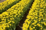 bloom;blooming;blooms;color;colorful;colors;colour;colourful;colours;country;countryside;cultivation;farm;farming;farmland;farms;field;fields;flora;floral;flower;flowers;fresh;garden;grow;growing;growth;horticulture;N.Z.;New-Zealand;NZ;paddock;paddocks;renew;rural;S.I.;season;seasonal;seasons;SI;South-Is.;South-Island;spring;springtime;Tapanui;tulip;tulip-bulb-growing;tulip-field;Tulip-Fields;Tulipa-sp.;tulips;West-Otago;yellow