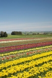 bloom;blooming;blooms;color;colorful;colors;colour;colourful;colours;country;countryside;cultivation;farm;farming;farmland;farms;field;fields;flora;floral;flower;flowers;fresh;garden;grow;growing;growth;horticulture;lilac;mauve;N.Z.;New-Zealand;NZ;paddock;paddocks;purple;renew;rural;S.I.;season;seasonal;seasons;SI;South-Is.;South-Island;spring;springtime;Tapanui;tulip;tulip-bulb-growing;tulip-field;Tulip-Fields;Tulipa-sp.;tulips;violet;West-Otago;yellow
