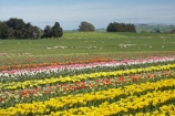 bloom;blooming;blooms;color;colorful;colors;colour;colourful;colours;country;countryside;cultivation;farm;farming;farmland;farms;field;fields;flora;floral;flower;flowers;fresh;garden;grow;growing;growth;horticulture;lilac;mauve;N.Z.;New-Zealand;NZ;paddock;paddocks;purple;renew;rural;S.I.;season;seasonal;seasons;SI;South-Is.;South-Island;spring;springtime;Tapanui;tulip;tulip-bulb-growing;tulip-field;Tulip-Fields;Tulipa-sp.;tulips;violet;West-Otago;yellow