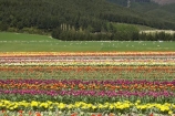bloom;blooming;blooms;color;colorful;colors;colour;colourful;colours;country;countryside;cultivation;farm;farming;farmland;farms;field;fields;flora;floral;flower;flowers;fresh;garden;grow;growing;growth;horticulture;lilac;mauve;N.Z.;New-Zealand;NZ;paddock;paddocks;purple;renew;rural;S.I.;season;seasonal;seasons;SI;South-Is.;South-Island;spring;springtime;Tapanui;tulip;tulip-bulb-growing;tulip-field;Tulip-Fields;Tulipa-sp.;tulips;violet;West-Otago;yellow
