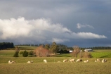 agricultural;agriculture;Animal;Animals;approaching-storm;approaching-storms;black-cloud;black-clouds;cloud;clouds;cloudy;Clutha-District;Clutha-Region;country;countryside;dark-cloud;dark-clouds;ewes;farm;Farm-animals;farming;farmland;farms;field;fields;flock;flocks;gray-cloud;gray-clouds;grey-cloud;grey-clouds;herbivore;herbivores;herbivorous;livestock;mammal;mammals;meadow;meadows;N.Z.;New-Zealand;NZ;Outdoor;Outdoors;Outside;paddock;paddocks;pasture;pastures;rain-cloud;rain-clouds;rain-storm;rain-storms;rural;S.I.;sheep;SI;South-is;South-Island;South-Otago;stock;storm;storm-cloud;storm-clouds;storms;thunder-storm;thunder-storms;thunderstorm;thunderstorms;Waiwera-South;weather;white;wool