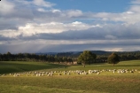 agricultural;agriculture;Animal;Animals;approaching-storm;approaching-storms;black-cloud;black-clouds;cloud;clouds;cloudy;Clutha-District;Clutha-Region;country;countryside;dark-cloud;dark-clouds;ewes;farm;Farm-animals;farming;farmland;farms;field;fields;flock;flocks;gray-cloud;gray-clouds;grey-cloud;grey-clouds;herbivore;herbivores;herbivorous;livestock;mammal;mammals;meadow;meadows;N.Z.;New-Zealand;NZ;Outdoor;Outdoors;Outside;paddock;paddocks;pasture;pastures;rain-cloud;rain-clouds;rain-storm;rain-storms;rural;S.I.;sheep;SI;South-is;South-Island;South-Otago;stock;storm;storm-cloud;storm-clouds;storms;thunder-storm;thunder-storms;thunderstorm;thunderstorms;Waiwera-South;weather;white;wool