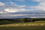 agricultural;agriculture;Animal;Animals;approaching-storm;approaching-storms;black-cloud;black-clouds;cloud;clouds;cloudy;Clutha-District;Clutha-Region;country;countryside;dark-cloud;dark-clouds;ewes;farm;Farm-animals;farming;farmland;farms;field;fields;flock;flocks;gray-cloud;gray-clouds;grey-cloud;grey-clouds;herbivore;herbivores;herbivorous;livestock;mammal;mammals;meadow;meadows;N.Z.;New-Zealand;NZ;Outdoor;Outdoors;Outside;paddock;paddocks;pasture;pastures;rain-cloud;rain-clouds;rain-storm;rain-storms;rural;S.I.;sheep;SI;South-is;South-Island;South-Otago;stock;storm;storm-cloud;storm-clouds;storms;thunder-storm;thunder-storms;thunderstorm;thunderstorms;Waiwera-South;weather;white;wool