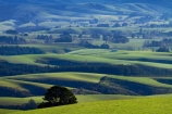agricultural;agriculture;Clutha-District;country;countryside;farm;farming;farmland;farms;field;fields;grass;grassy;green;green-grass;meadow;meadows;N.Z.;New-Zealand;Otago;paddock;paddocks;pasture;pastures;rural;S.I.;SI;South-Is;South-Island;South-Otago;Sth-Is;Waitahuna
