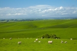 agricultural;agriculture;animal;animals;Balclutha;Clutha-District;country;countryside;crop;crops;domestic-stock;ewes;farm;farm-animals;farming;farmland;farms;field;fields;flock;flocks;green;herbivore;herbivores;herbivorous;herd;herds;horticulture;livestock;mammal;mammals;meadow;meadows;N.Z.;New-Zealand;NZ;outdoor;outdoors;outside;paddock;paddocks;pasture;pastures;rolling-hills;rural;S.I.;season;seasonal;seasons;sheep;SI;South-Is;South-Island;South-Otago;spring;spring-time;spring_time;springtime;Sth-Is.;stock