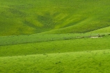 agricultural;agriculture;Balclutha;Clutha-District;country;countryside;crop;crops;farm;farming;farmland;farms;fence;fence-line;fence-lines;fence_line;fence_lines;fenceline;fencelines;fences;field;fields;green;horticulture;meadow;meadows;N.Z.;New-Zealand;NZ;paddock;paddocks;pasture;pastures;rolling-hills;rural;S.I.;season;seasonal;seasons;SI;South-Is;South-Island;South-Otago;spring;spring-time;spring_time;springtime;Sth-Is.