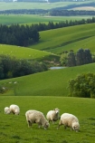 agricultural;agriculture;animal;animals;Balclutha;Clutha-District;country;countryside;crop;crops;domestic-stock;ewes;farm;farm-animals;farming;farmland;farms;field;fields;flock;flocks;green;herbivore;herbivores;herbivorous;herd;herds;horticulture;livestock;mammal;mammals;meadow;meadows;N.Z.;New-Zealand;NZ;outdoor;outdoors;outside;paddock;paddocks;pasture;pastures;rolling-hills;rural;S.I.;season;seasonal;seasons;sheep;SI;South-Is;South-Island;South-Otago;spring;spring-time;spring_time;springtime;Sth-Is.;stock