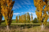agricultural;agriculture;autuminal;autumn;autumn-colour;autumn-colours;autumnal;Clutha-District;color;colors;colour;colours;country;countryside;deciduous;ewes;fall;farm;farm-animals;farming;farmland;farms;field;fields;flock;flocks;gold;golden;herbivore;herbivores;herbivorous;herd;herds;leaf;leaves;livestock;Lovells-Flat;Lovells-Flat;mammal;mammals;meadow;meadows;N.Z.;New-Zealand;NZ;Otago;outdoor;outdoors;outside;paddock;paddocks;pasture;pastures;poplar;poplar-tree;poplar-trees;poplars;Robson-Rd;Robson-Road;row;rural;S.I.;season;seasonal;seasons;sheep;SI;South-Is;South-Island;South-Otago;Sth-Is;stock;tree;trees;white;yellow