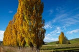 agricultural;agriculture;autuminal;autumn;autumn-colour;autumn-colours;autumnal;Clutha-District;color;colors;colour;colours;country;countryside;deciduous;ewes;fall;farm;farm-animals;farming;farmland;farms;field;fields;flock;flocks;gold;golden;herbivore;herbivores;herbivorous;herd;herds;leaf;leaves;livestock;Lovells-Flat;Lovells-Flat;mammal;mammals;meadow;meadows;N.Z.;New-Zealand;NZ;Otago;outdoor;outdoors;outside;paddock;paddocks;pasture;pastures;poplar;poplar-tree;poplar-trees;poplars;Robson-Rd;Robson-Road;row;rural;S.I.;season;seasonal;seasons;sheep;SI;South-Is;South-Island;South-Otago;Sth-Is;stock;tree;trees;white;yellow