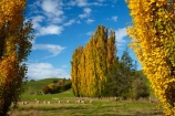 agricultural;agriculture;autuminal;autumn;autumn-colour;autumn-colours;autumnal;Clutha-District;color;colors;colour;colours;country;countryside;deciduous;ewes;fall;farm;farm-animals;farming;farmland;farms;field;fields;flock;flocks;gold;golden;herbivore;herbivores;herbivorous;herd;herds;leaf;leaves;livestock;Lovells-Flat;Lovells-Flat;mammal;mammals;meadow;meadows;N.Z.;New-Zealand;NZ;Otago;outdoor;outdoors;outside;paddock;paddocks;pasture;pastures;poplar;poplar-tree;poplar-trees;poplars;Robson-Rd;Robson-Road;row;rural;S.I.;season;seasonal;seasons;sheep;SI;South-Is;South-Island;South-Otago;Sth-Is;stock;tree;trees;white;yellow