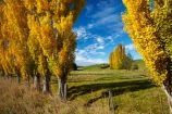 agricultural;agriculture;autuminal;autumn;autumn-colour;autumn-colours;autumnal;Clutha-District;color;colors;colour;colours;country;countryside;deciduous;ewes;fall;farm;farm-animals;farming;farmland;farms;field;fields;flock;flocks;gold;golden;herbivore;herbivores;herbivorous;herd;herds;leaf;leaves;livestock;Lovells-Flat;Lovells-Flat;mammal;mammals;meadow;meadows;N.Z.;New-Zealand;NZ;Otago;outdoor;outdoors;outside;paddock;paddocks;pasture;pastures;poplar;poplar-tree;poplar-trees;poplars;Robson-Rd;Robson-Road;row;rural;S.I.;season;seasonal;seasons;sheep;SI;South-Is;South-Island;South-Otago;Sth-Is;stock;tree;trees;white;yellow