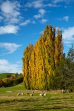 agricultural;agriculture;autuminal;autumn;autumn-colour;autumn-colours;autumnal;Clutha-District;color;colors;colour;colours;country;countryside;deciduous;ewes;fall;farm;farm-animals;farming;farmland;farms;field;fields;flock;flocks;gold;golden;herbivore;herbivores;herbivorous;herd;herds;leaf;leaves;livestock;Lovells-Flat;Lovells-Flat;mammal;mammals;meadow;meadows;N.Z.;New-Zealand;NZ;Otago;outdoor;outdoors;outside;paddock;paddocks;pasture;pastures;poplar;poplar-tree;poplar-trees;poplars;Robson-Rd;Robson-Road;row;rural;S.I.;season;seasonal;seasons;sheep;SI;South-Is;South-Island;South-Otago;Sth-Is;stock;tree;trees;white;yellow