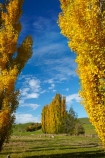 agricultural;agriculture;autuminal;autumn;autumn-colour;autumn-colours;autumnal;Clutha-District;color;colors;colour;colours;country;countryside;deciduous;ewes;fall;farm;farm-animals;farming;farmland;farms;field;fields;flock;flocks;gold;golden;herbivore;herbivores;herbivorous;herd;herds;leaf;leaves;livestock;Lovells-Flat;Lovells-Flat;mammal;mammals;meadow;meadows;N.Z.;New-Zealand;NZ;Otago;outdoor;outdoors;outside;paddock;paddocks;pasture;pastures;poplar;poplar-tree;poplar-trees;poplars;Robson-Rd;Robson-Road;row;rural;S.I.;season;seasonal;seasons;sheep;SI;South-Is;South-Island;South-Otago;Sth-Is;stock;tree;trees;white;yellow