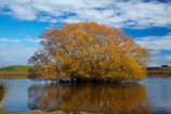 autuminal;autumn;autumn-colour;autumn-colours;autumnal;Benhar;calm;Clutha-District;color;colors;colour;colours;deciduous;fall;gold;golden;Kaitangata;lake;Lake-Tuakitoto;lakes;leaf;leaves;N.Z.;New-Zealand;NZ;Otago;placid;quiet;reflected;reflection;reflections;S.I.;season;seasonal;seasons;serene;SI;smooth;South-Is;South-Island;South-Otago;Sth-Is;still;tranquil;tree;trees;water;willow;Willow-tree;willow-trees;willows;yellow