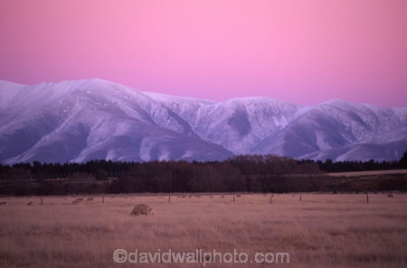 colour;colours;color;colors;pink;twilight;sunset;sky;unusual;wool;winter;mountain;mountains;snow;paddock;paddocks;field;fields;pasture;meadow;meadows;lamb;mutton;agriculture;farm;farms;farming;farmland;countryside;grassland;grazing;land;pastoral;white;cold;freezing;freeze;harsh;highcountry;high-country;rural