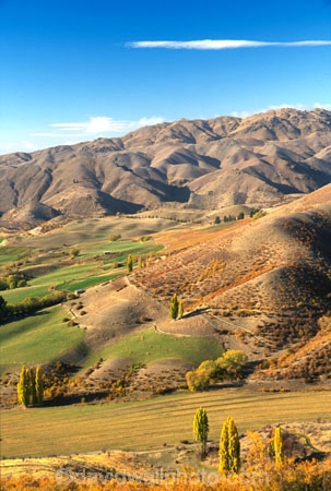 hill;hills;range;ranges;paddock;paddocks;field;fields;meadow;meadows;poplars;grass;grasses;farm;farming;agriculture;nature;cultivate;cultivated