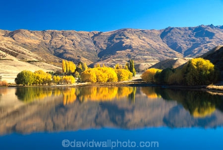 colour;colours;color;colors;yellow;autumn;gold;golden;fall;poplar;poplars;willow;willows;lakes;bank;edge;tranquil;calm;blue;sky