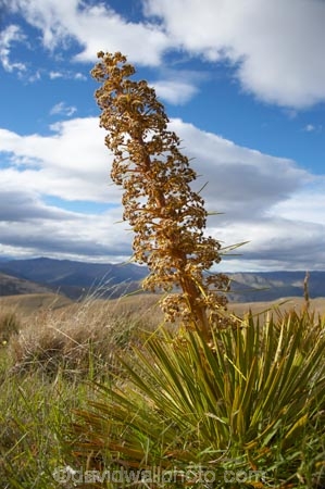 Aciphylla-aurea;alpine;back-country;backcountry;Central-Otago;flower;flower-spikes;flowers;golden;Golden-Spaniard;golden-speargrass;high-altitude;high-country;highcountry;highlands;N.Z.;New-Zealand;NZ;Otago;remote;remoteness;S.I.;SI;South-Island;Speargrass;spike;spikes;tussock;tussock-grass;tussocks;uiplands;upland;uplands