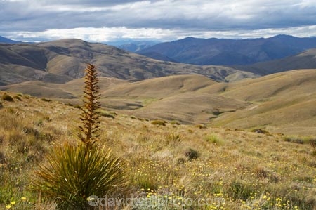 Aciphylla-aurea;alpine;back-country;backcountry;Central-Otago;flower;flower-spikes;flowers;golden;Golden-Spaniard;golden-speargrass;high-altitude;high-country;highcountry;highlands;N.Z.;New-Zealand;NZ;Otago;remote;remoteness;S.I.;SI;South-Island;Speargrass;spike;spikes;tussock;tussock-grass;tussocks;uiplands;upland;uplands