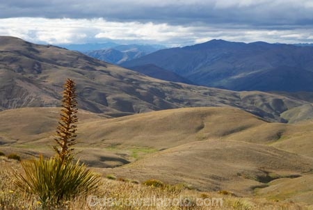 Aciphylla-aurea;alpine;back-country;backcountry;Central-Otago;flower;flower-spikes;flowers;golden;Golden-Spaniard;golden-speargrass;high-altitude;high-country;highcountry;highlands;N.Z.;New-Zealand;NZ;Otago;remote;remoteness;S.I.;SI;South-Island;Speargrass;spike;spikes;tussock;tussock-grass;tussocks;uiplands;upland;uplands