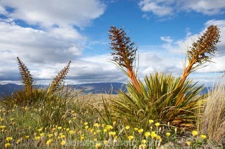 Aciphylla-aurea;alpine;alpine-flower;alpine-flowers;back-country;backcountry;Central-Otago;flower;flower-spikes;flowers;golden;Golden-Spaniard;golden-speargrass;high-altitude;high-country;highcountry;highlands;N.Z.;New-Zealand;NZ;Otago;remote;remoteness;S.I.;SI;South-Island;Speargrass;spike;spikes;tussock;tussock-grass;tussocks;uiplands;upland;uplands