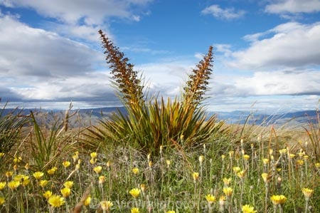 Aciphylla-aurea;alpine;alpine-flower;alpine-flowers;back-country;backcountry;Central-Otago;flower;flower-spikes;flowers;golden;Golden-Spaniard;golden-speargrass;high-altitude;high-country;highcountry;highlands;N.Z.;New-Zealand;NZ;Otago;remote;remoteness;S.I.;SI;South-Island;Speargrass;spike;spikes;tussock;tussock-grass;tussocks;uiplands;upland;uplands