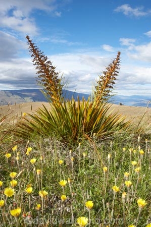 Aciphylla-aurea;alpine;alpine-flower;alpine-flowers;back-country;backcountry;Central-Otago;flower;flower-spikes;flowers;golden;Golden-Spaniard;golden-speargrass;high-altitude;high-country;highcountry;highlands;N.Z.;New-Zealand;NZ;Otago;remote;remoteness;S.I.;SI;South-Island;Speargrass;spike;spikes;tussock;tussock-grass;tussocks;uiplands;upland;uplands