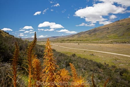 Aciphylla-aurea;Central-Otago;Golden-Spaniard-Flower;N.Z.;Nevis-Valley;New-Zealand;NZ;Otago;S.I.;SI;South-Is.;South-Island;Speargrass