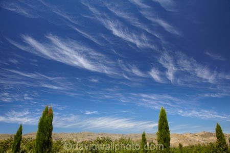 apricot;apricot-orchard;apricot-orchards;apricot-tree;apricot-trees;apricots;Bannockburn;Central-Otago;cirrus-cloud;cirrus-clouds;cloud;clouds;country;countryside;crop;crops;farm;farming;farmland;farms;field;fruit;fruit-tree;fruit-trees;horticulture;N.Z.;New-Zealand;NZ;orchard;orchards;pencil-conifer;pencil-conifers;row;rows;rural;S.I.;SI;South-Is.;South-Island;tree;trees