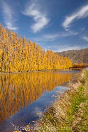 autuminal;autumn;autumn-colour;autumn-colours;autumnal;calm;Central-Otago;color;colors;colour;colours;Cromwell;dam;dams;deciduous;fall;gold;golden;irrigation-dam;irrigation-dams;irrigation-pond;irrigation-ponds;leaf;leaves;N.Z.;New-Zealand;NZ;orchard;orchards;Otago;placid;pond-ponds;poplar-tree;Poplar-trees;quiet;reflection;reflections;Ripponvale;row;rows;S.I.;season;seasonal;seasons;serene;SI;smooth;South-Is;South-Island;still;tranquil;tree;trees;water;yellow
