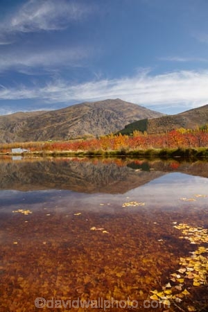 autuminal;autumn;autumn-colour;autumn-colours;autumnal;calm;Carrick-Range;Central-Otago;color;colors;colour;colours;Cromwell;dam;dams;deciduous;fall;gold;golden;irrigation-dam;irrigation-dams;irrigation-pond;irrigation-ponds;leaf;leaves;Mount-Difficulty;Mt-Difficulty;Mt.-Difficulty;N.Z.;New-Zealand;NZ;orchard;orchards;Otago;placid;pond-ponds;quiet;reflection;reflections;Ripponvale;S.I.;season;seasonal;seasons;serene;SI;smooth;South-Is;South-Island;still;tranquil;tree;trees;water;yellow