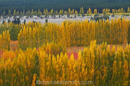 autuminal;autumn;autumn-colour;autumn-colours;autumnal;Bannockburn;Central-Otago;color;colors;colour;colours;country;countryside;Cromwell;crop;crops;deciduous;fall;farm;farming;farmland;farms;field;fruit;fruit-tree;fruit-trees;gold;golden;horticulture;leaf;leaves;N.Z.;New-Zealand;NZ;orchard;orchards;Otago;poplar;poplar-tree;poplar-trees;poplars;row;rows;rural;S.I.;season;seasonal;seasons;SI;South-Is;South-Island;Sth-Is;tree;trees;yellow