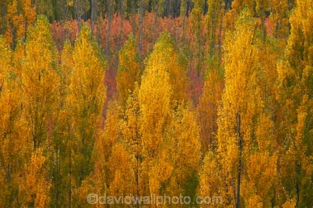 autuminal;autumn;autumn-colour;autumn-colours;autumnal;Bannockburn;Central-Otago;color;colors;colour;colours;country;countryside;Cromwell;crop;crops;deciduous;fall;farm;farming;farmland;farms;field;fruit;fruit-tree;fruit-trees;gold;golden;horticulture;leaf;leaves;N.Z.;New-Zealand;NZ;orchard;orchards;Otago;poplar;poplar-tree;poplar-trees;poplars;row;rows;rural;S.I.;season;seasonal;seasons;SI;South-Is;South-Island;Sth-Is;tree;trees;yellow