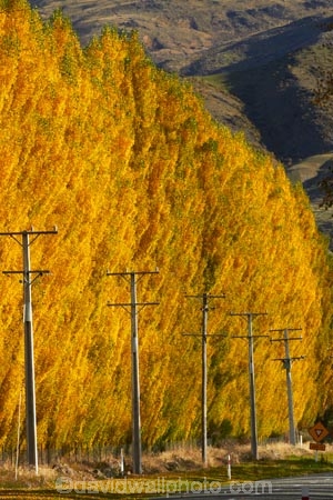 autuminal;autumn;autumn-colour;autumn-colours;autumnal;Central-Otago;color;colors;colour;colours;Cromwell;deciduous;fall;gold;golden;leaf;leaves;line;lines;N.Z.;New-Zealand;NZ;Otago;pole;poles;poplar;poplar-tree;poplar-trees;poplars;post;posts;power-line;power-lines;power-pole;power-poles;Ripponvale;Ripponvale-Rd;Ripponvale-Road;S.I.;season;seasonal;seasons;SI;South-Is;South-Island;Sth-Is;telegraph-line;telegraph-lines;telegraph-pole;telegraph-poles;tree;trees;wire;wires;yellow