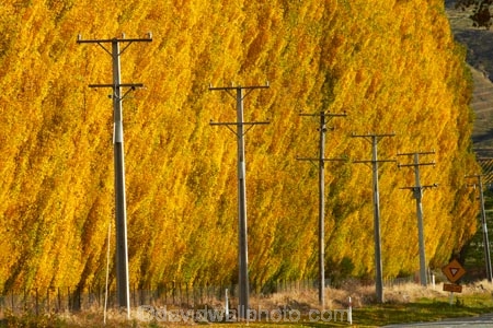 autuminal;autumn;autumn-colour;autumn-colours;autumnal;Central-Otago;color;colors;colour;colours;Cromwell;deciduous;fall;gold;golden;leaf;leaves;line;lines;N.Z.;New-Zealand;NZ;Otago;pole;poles;poplar;poplar-tree;poplar-trees;poplars;post;posts;power-line;power-lines;power-pole;power-poles;Ripponvale;Ripponvale-Rd;Ripponvale-Road;S.I.;season;seasonal;seasons;SI;South-Is;South-Island;Sth-Is;telegraph-line;telegraph-lines;telegraph-pole;telegraph-poles;tree;trees;wire;wires;yellow