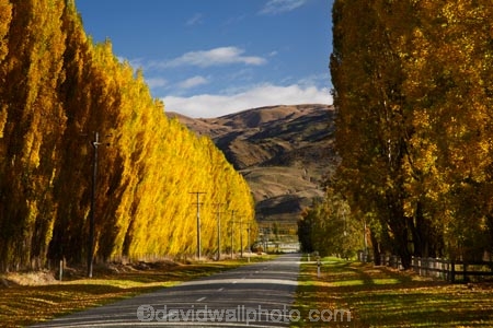 autuminal;autumn;autumn-colour;autumn-colours;autumnal;Central-Otago;color;colors;colour;colours;Cromwell;deciduous;fall;gold;golden;leaf;leaves;N.Z.;New-Zealand;NZ;Otago;poplar;poplar-tree;poplar-trees;poplars;Ripponvale;Ripponvale-Rd;Ripponvale-Road;S.I.;season;seasonal;seasons;SI;South-Is;South-Island;Sth-Is;tree;trees;yellow