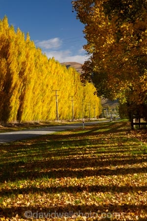 autuminal;autumn;autumn-colour;autumn-colours;autumnal;Central-Otago;color;colors;colour;colours;Cromwell;deciduous;fall;gold;golden;leaf;leaves;N.Z.;New-Zealand;NZ;Otago;poplar;poplar-tree;poplar-trees;poplars;Ripponvale;Ripponvale-Rd;Ripponvale-Road;S.I.;season;seasonal;seasons;SI;South-Is;South-Island;Sth-Is;tree;trees;yellow