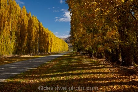 autuminal;autumn;autumn-colour;autumn-colours;autumnal;Central-Otago;color;colors;colour;colours;Cromwell;deciduous;fall;gold;golden;leaf;leaves;N.Z.;New-Zealand;NZ;Otago;poplar;poplar-tree;poplar-trees;poplars;Ripponvale;Ripponvale-Rd;Ripponvale-Road;S.I.;season;seasonal;seasons;SI;South-Is;South-Island;Sth-Is;tree;trees;yellow