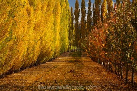 autuminal;autumn;autumn-colour;autumn-colours;autumnal;Central-Otago;color;colors;colour;colours;country;countryside;Cromwell;crop;crops;deciduous;fall;farm;farming;farmland;farms;field;fruit;fruit-tree;fruit-trees;gold;golden;horticulture;leaf;leaves;N.Z.;New-Zealand;NZ;orchard;orchards;Otago;poplar;poplar-tree;poplar-trees;poplars;Ripponvale;row;rows;rural;S.I.;season;seasonal;seasons;SI;South-Is;South-Island;Sth-Is;tree;trees;yellow